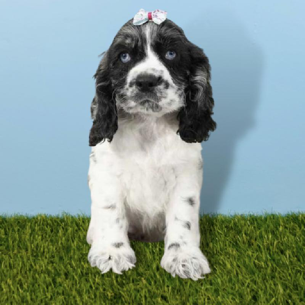 Female Cocker Spaniel Puppy for sale