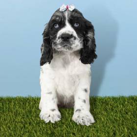 Cocker Spaniel