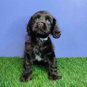 Cocker Spaniel