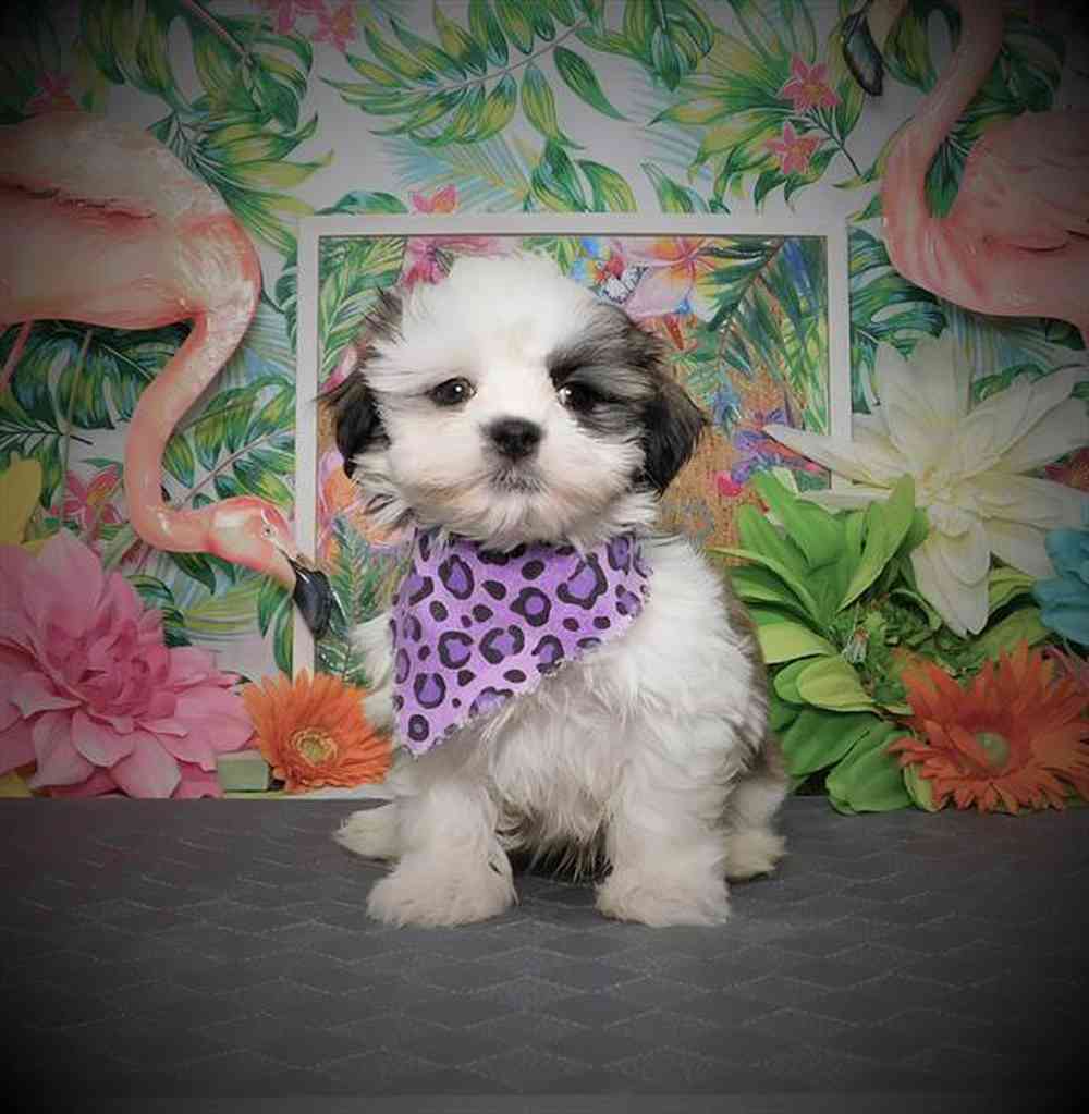carousel pet images