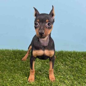 Min Pin