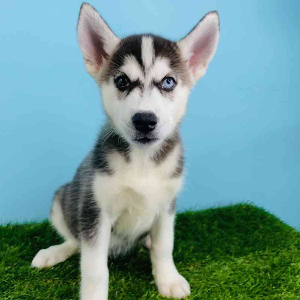 Female Siberian Husky Puppy for sale