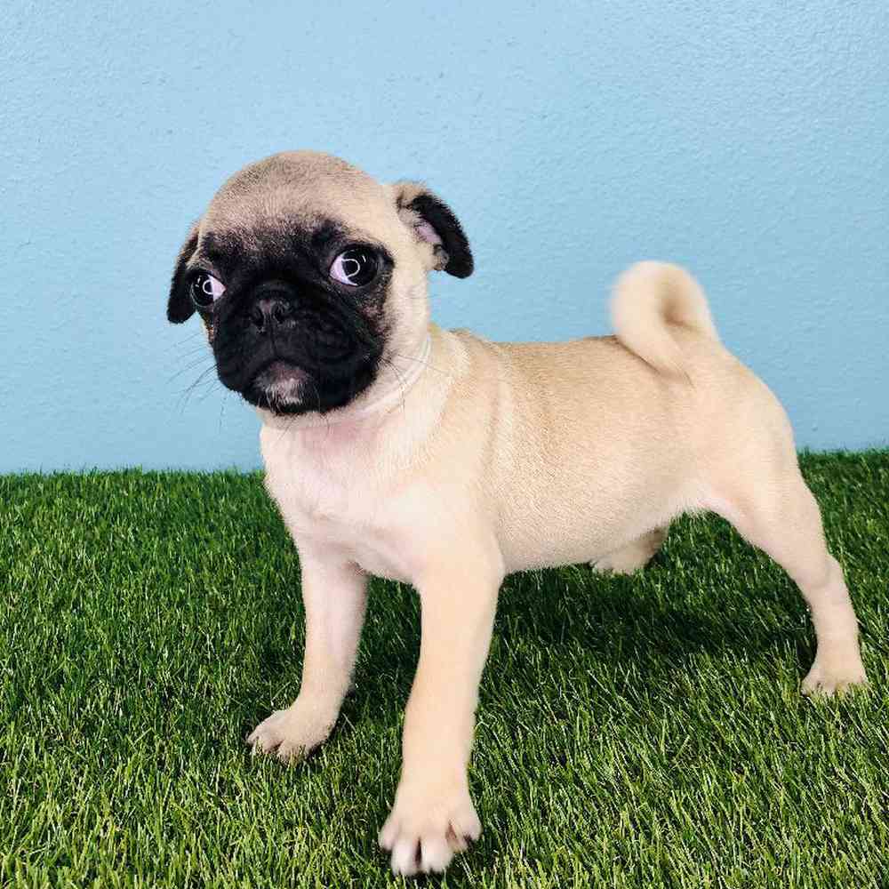 carousel pet images
