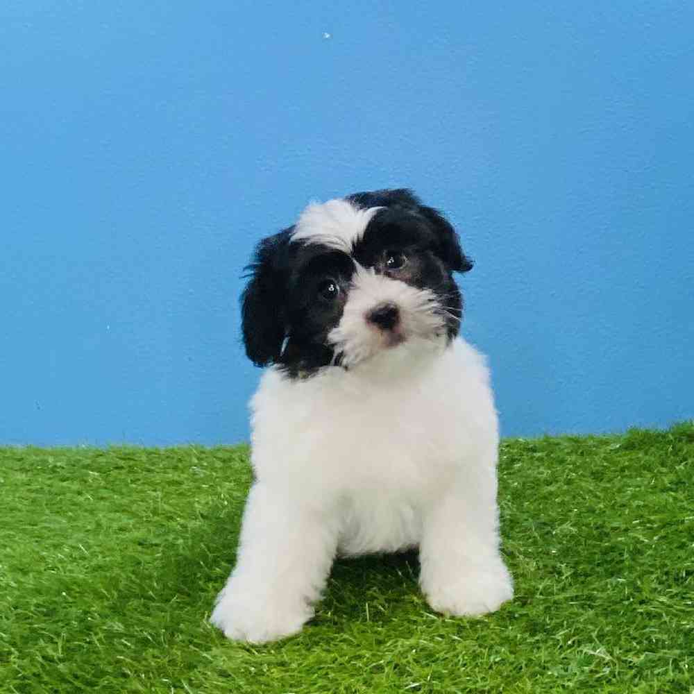 Male Teddy Bear Puppy for sale