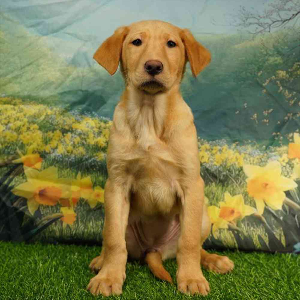 pet breed image