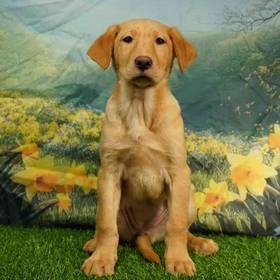 Labrador Retriever-Golden Retriever