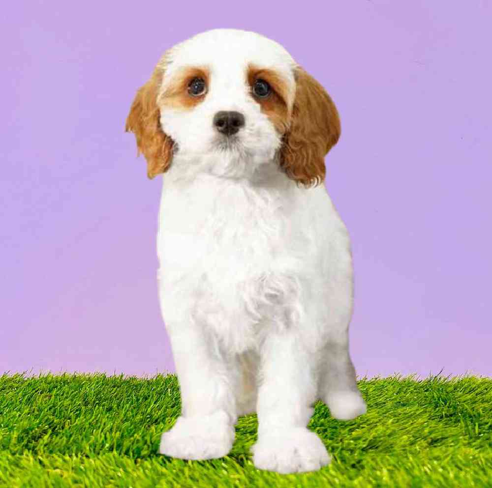 carousel pet images
