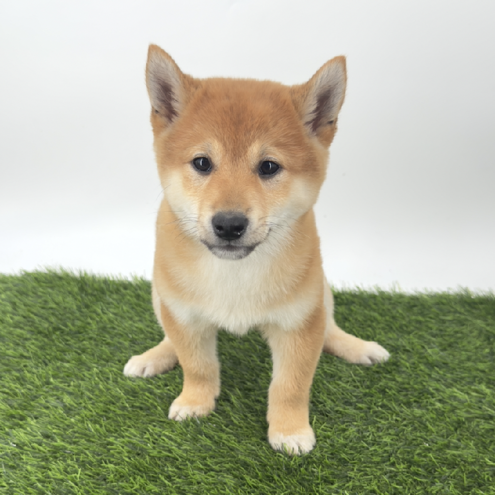 pet breed image