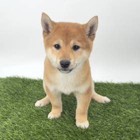 Shiba Inu