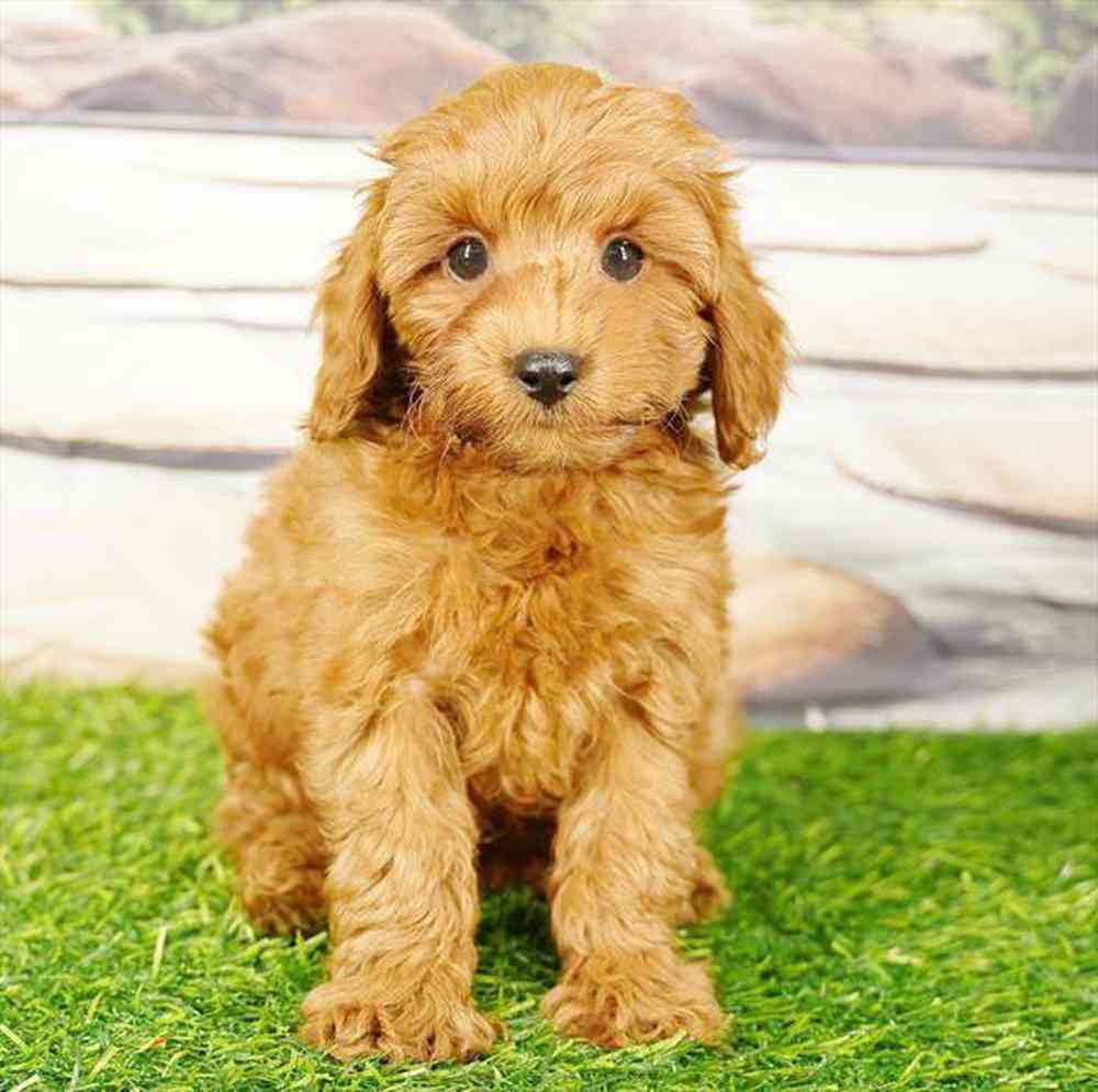 pet breed image