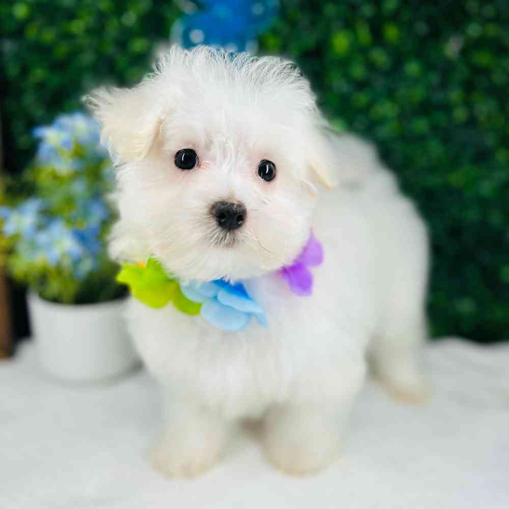 carousel pet images