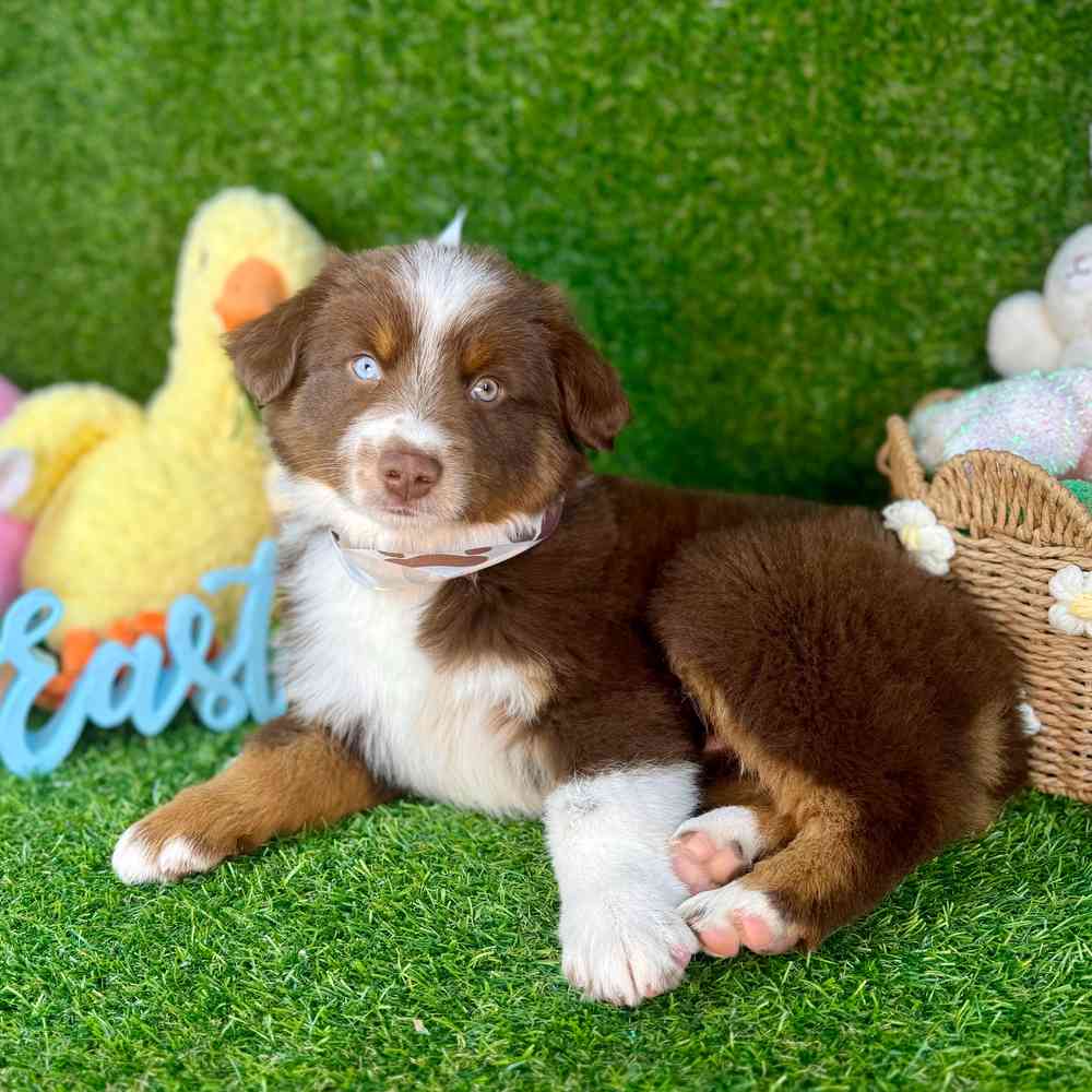 carousel pet images