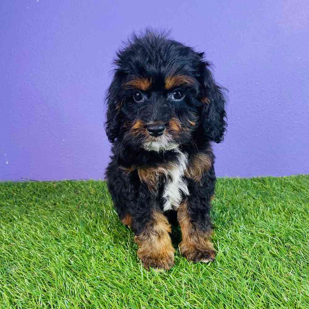 Male Cockapoo Puppy for sale