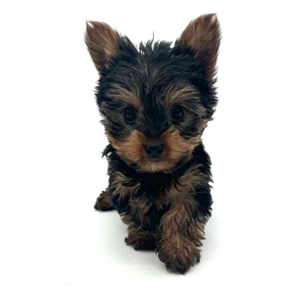 Male Yorkie Puppy for Sale in Puyallup, WA