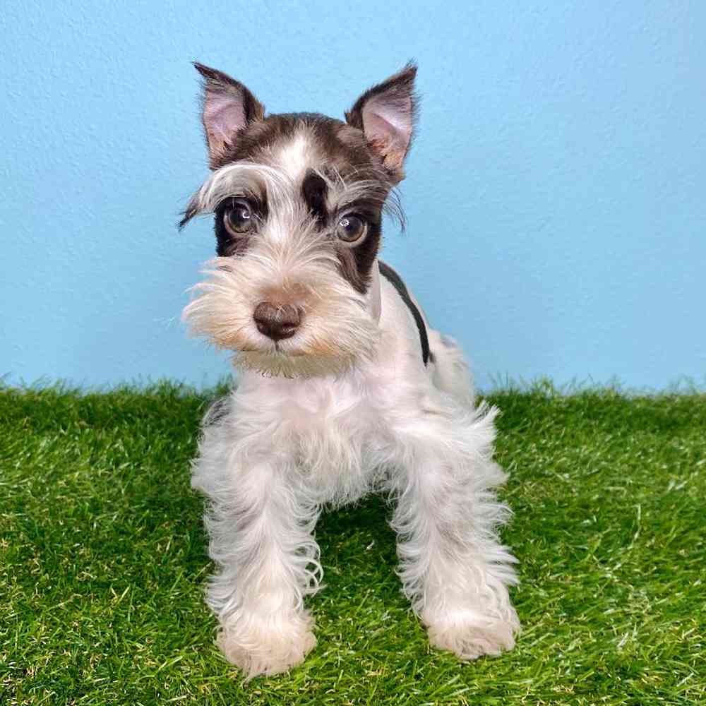 carousel pet images