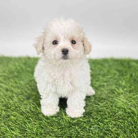Bichon