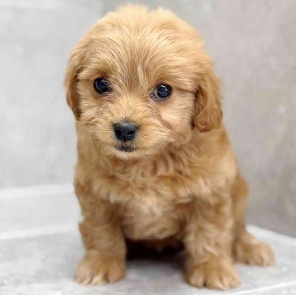 pet breed image