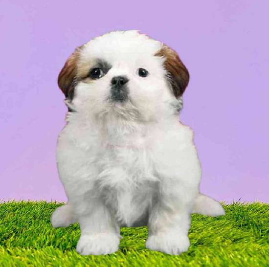 Available Puppies For Sale Puppyland Washington