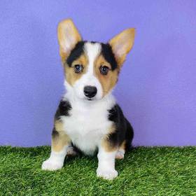Pembroke/Cardigan Welsh Corgi