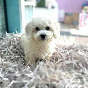 Bichon