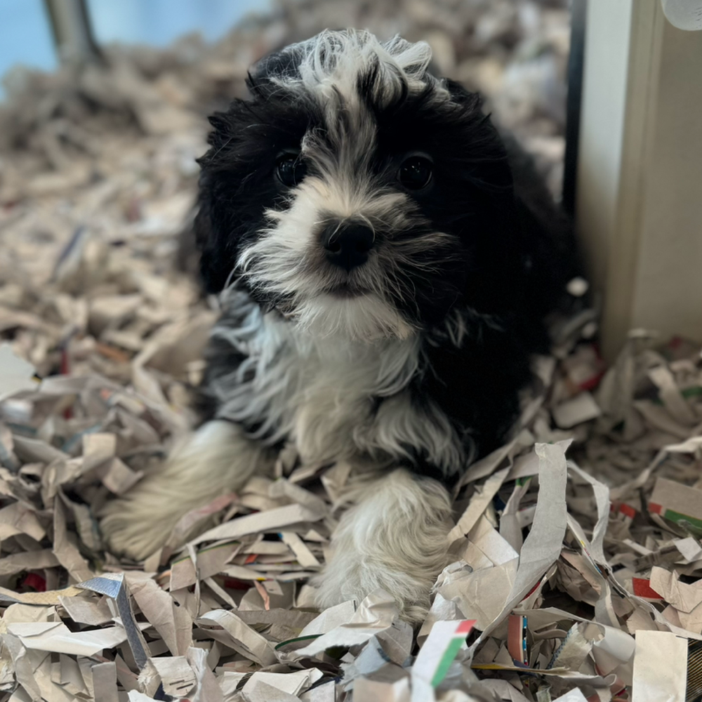 Male Teddy Bear Puppy for Sale in Puyallup, WA