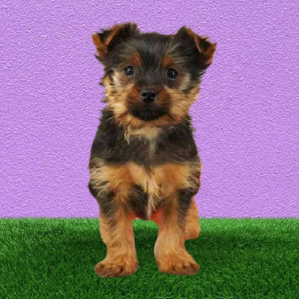 carousel pet images