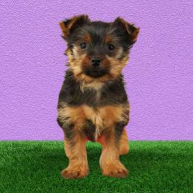 Yorkie