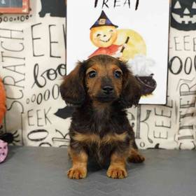 Dachshund