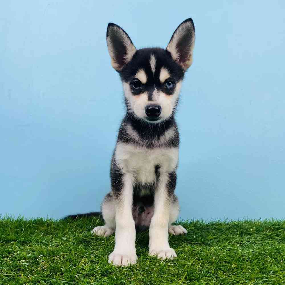 Male Alaskan Klee Kai Puppy for sale