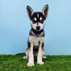 Alaskan Klee Kai