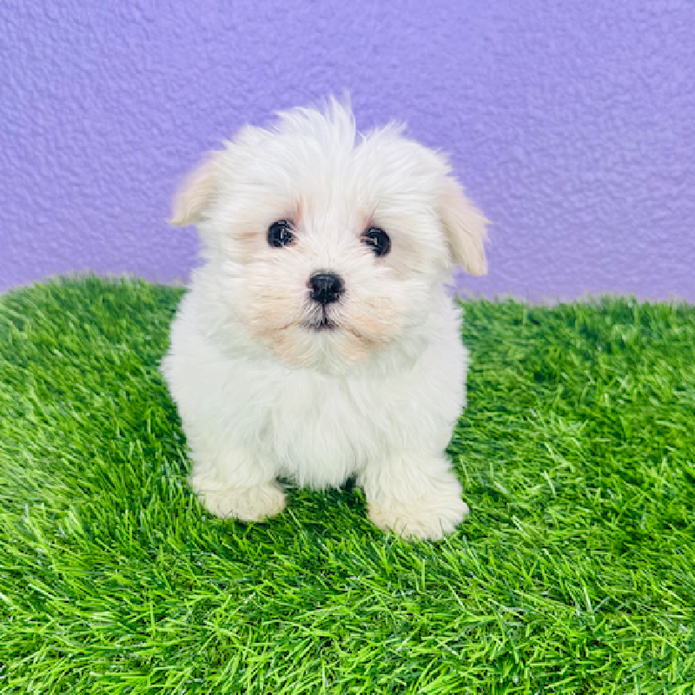 pet breed image