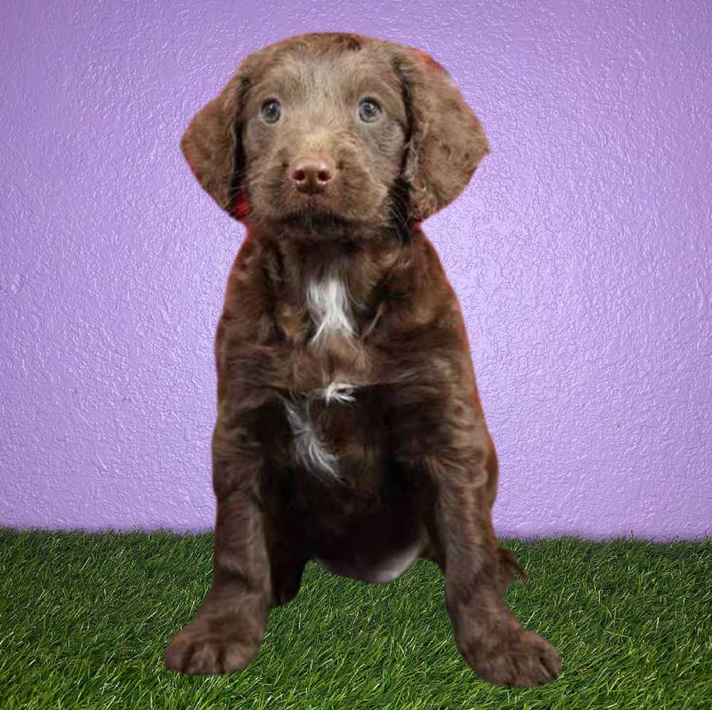 Female Mini Springer-Poo Puppy for Sale in New Braunfels, TX