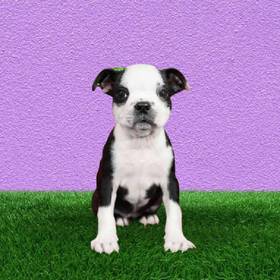 Boston Terrier