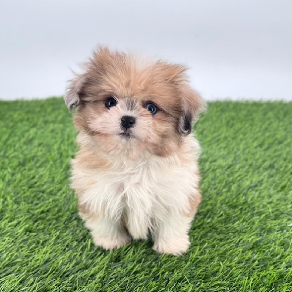 carousel pet images