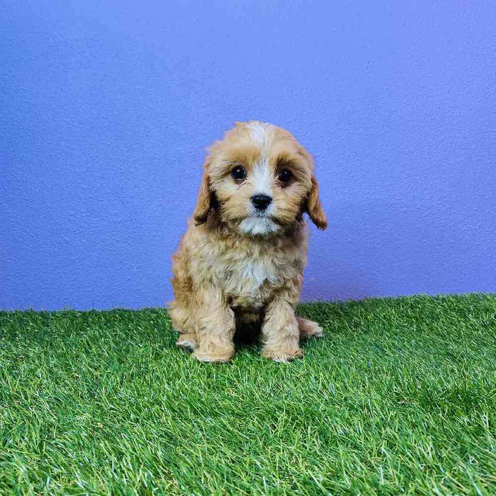 Female Cavapoo Puppy for sale