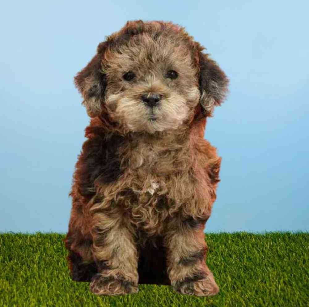 carousel pet images