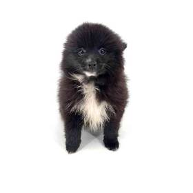 Pomeranian