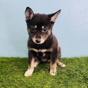 Alaskan Klee Kai