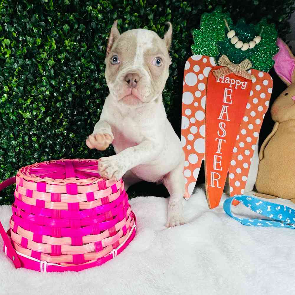 carousel pet images