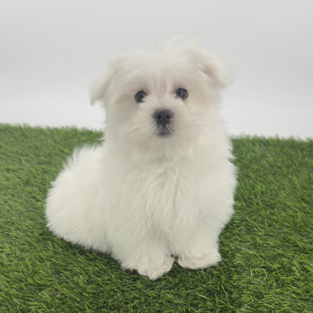 pet breed image