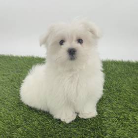 Maltese