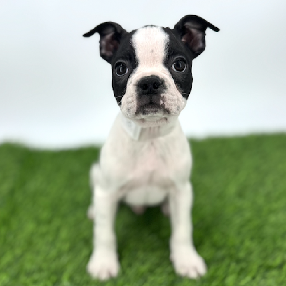 carousel pet images