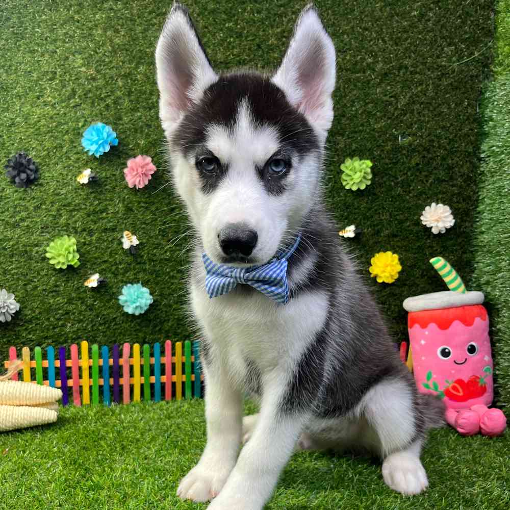 carousel pet images