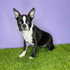 Boston Terrier