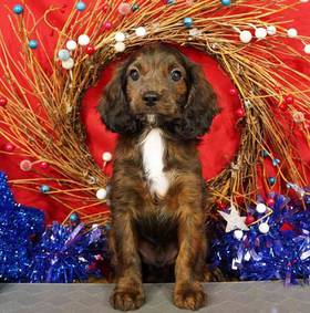 Cavapoo
