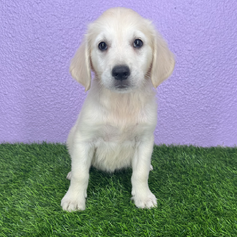 pet breed image