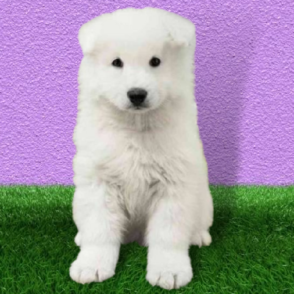 Male Samoyed Puppy for Sale in Marietta, GA