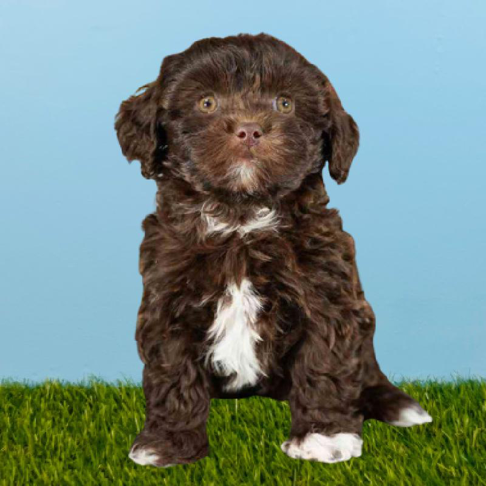 Male Shizapoo Puppy for sale