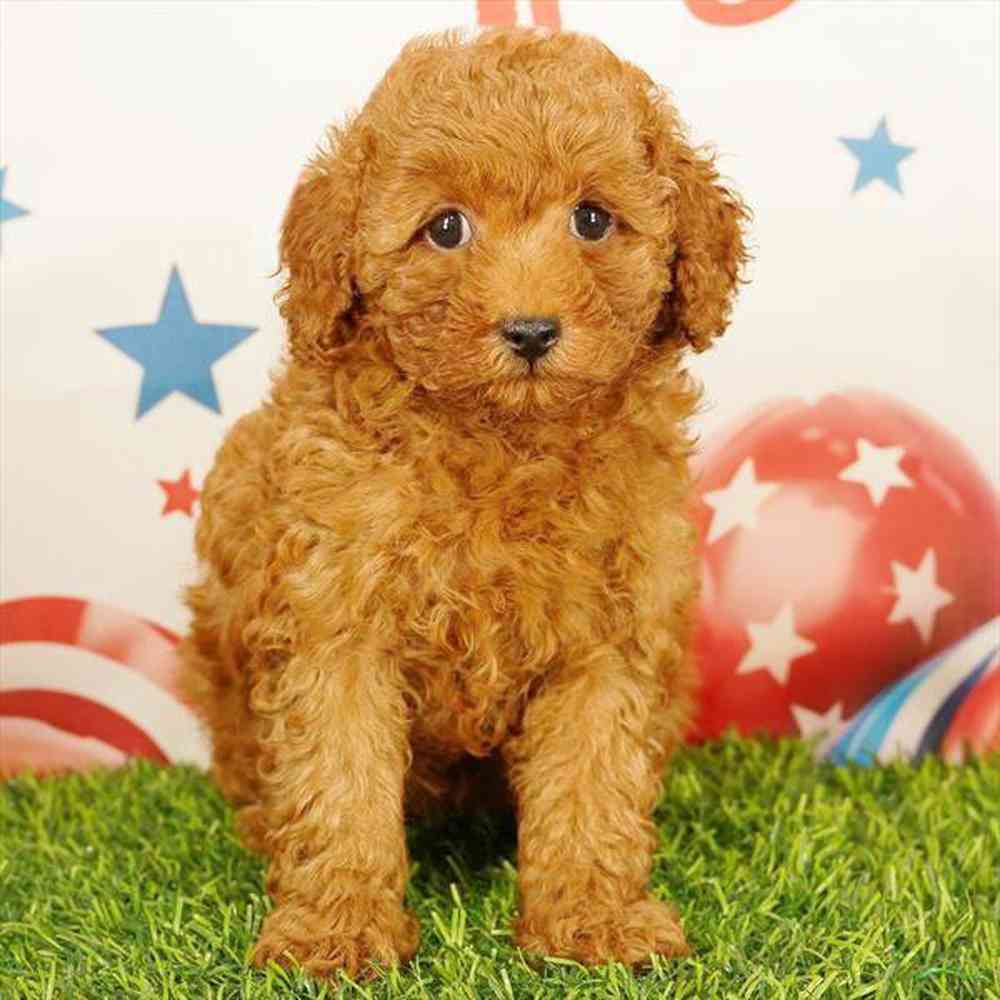 pet breed image
