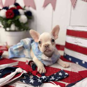 French Bulldog